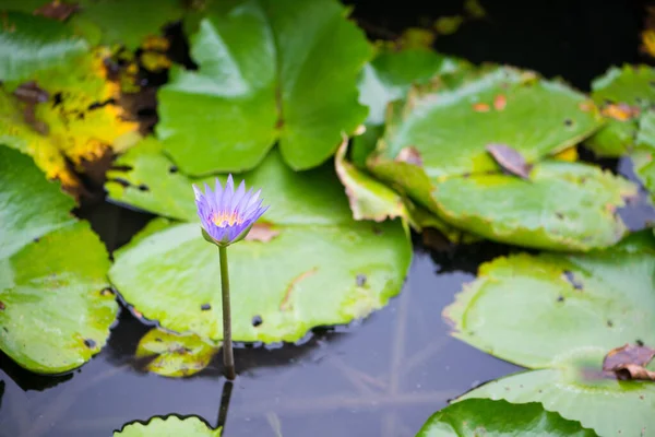 Lirio Agua Flor Loto Sobre Fondo Hojas Verdes —  Fotos de Stock