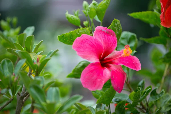 Rosa Hibiscus Flores Verde —  Fotos de Stock
