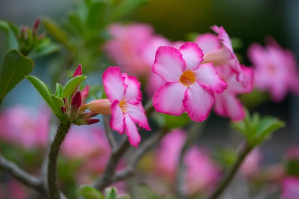 Adenuim Flor Rosa Del Desierto —  Fotos de Stock