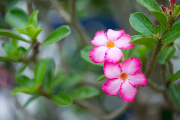 Adenuim Eller Ökenros Blomma — Stockfoto