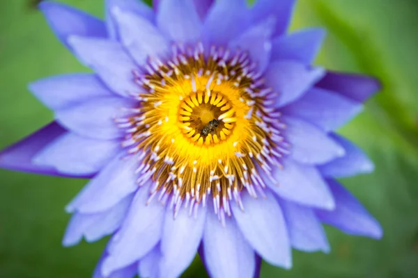 Lys Fleur Lotus Sur Fond Feuilles Vertes — Photo