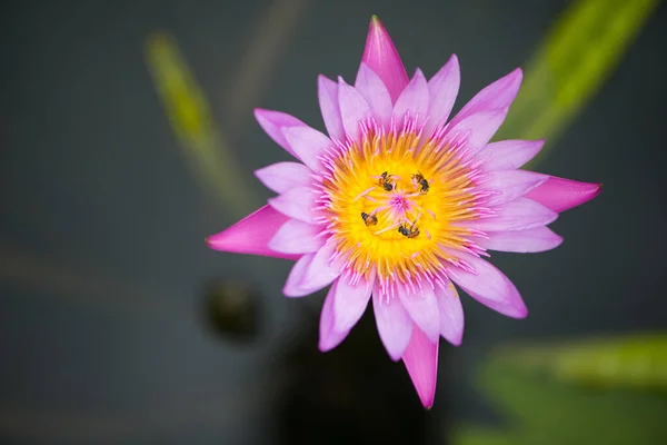 Розовая Вода Лилия Цветок Лотоса Пчел Зеленом Фоне Листьев — стоковое фото