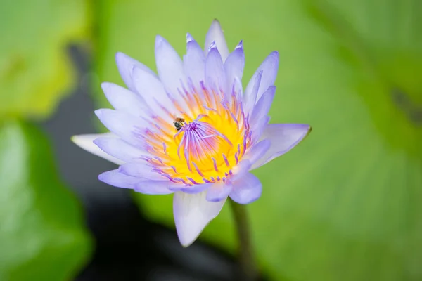 Вода Лилии Лотоса Цветок Пчела Зеленом Фоне Листьев — стоковое фото