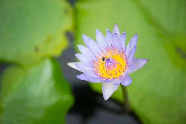 睡蓮や蓮の花や蜂の緑の葉の背景に — ストック写真