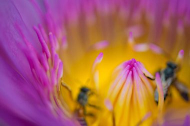 Kapalı Su zambağı veya nilüfer çiçeği
