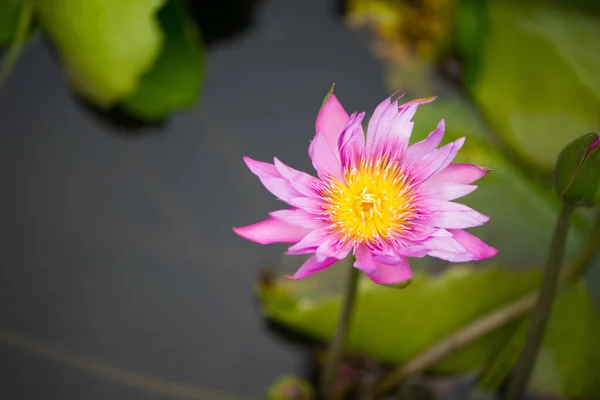 Giglio Acqua Rosa Fiore Loto Sfondo Foglie Verdi — Foto Stock