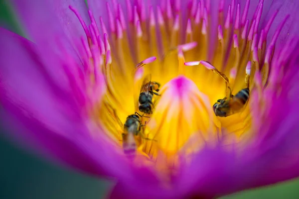 Cerrado Lirio Agua Flor Loto Abejas —  Fotos de Stock