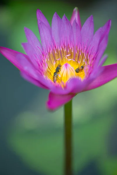 Rosa Lirio Agua Flor Loto Abejas Sobre Fondo Hojas Verdes —  Fotos de Stock