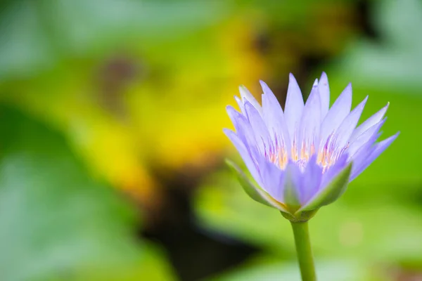 Lys Fleur Lotus Sur Fond Feuilles Vertes — Photo