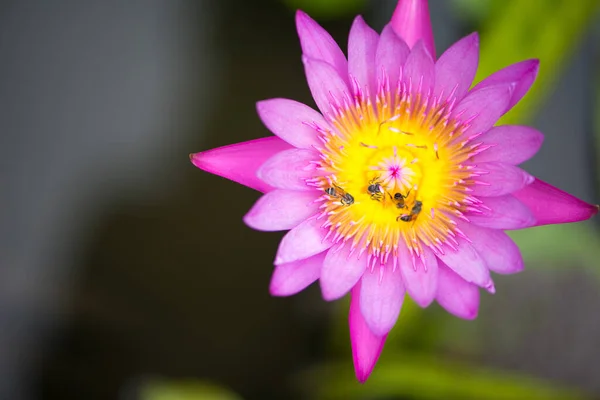 Розовая Вода Лилия Цветок Лотоса Пчела Зеленом Фоне Листьев — стоковое фото