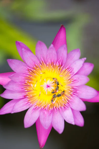 Розовая Вода Лилия Цветок Лотоса Пчела Зеленом Фоне Листьев — стоковое фото