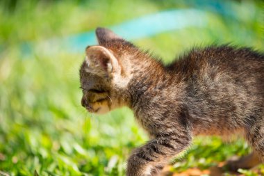 Çimlerin üzerinde küçük bir stenograf