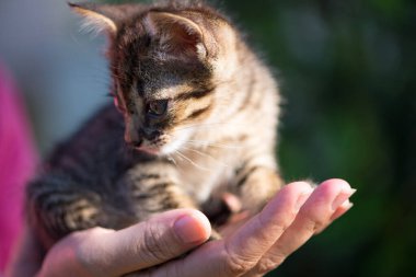 Küçük kedi hayvani arka planda