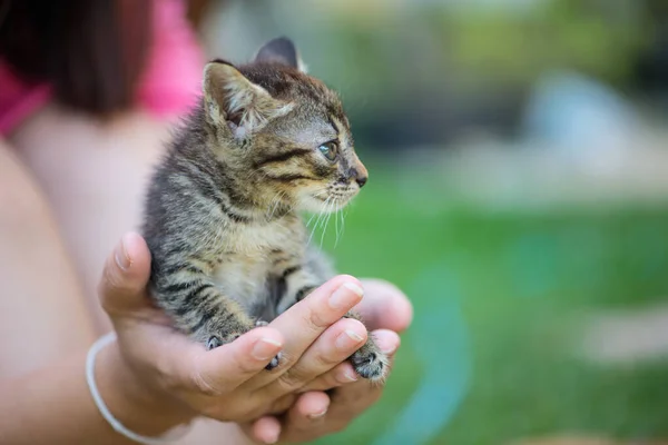 Little cat on hand show animal background