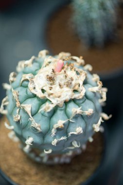 Lophophora sp. Kaktüs ve meyve 