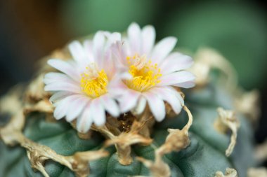 Lophophora sp. Kaktüs ve çiçek