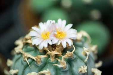 Lophophora sp. Kaktüs ve çiçek