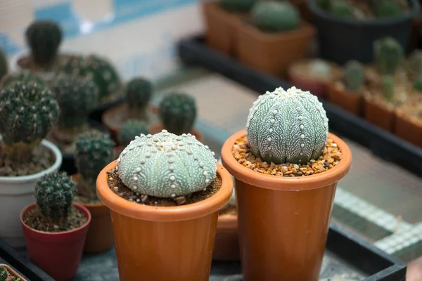 Astrophytum Asterias Kaktus Blumentopf — Stockfoto