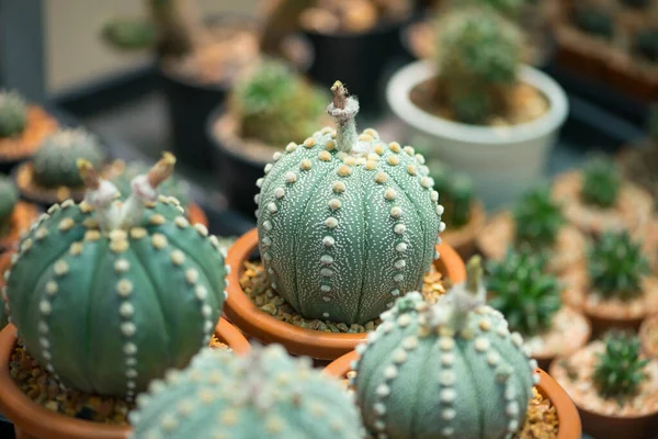 Astrophytum Asterias Kaktüs Çiçek Saksısında — Stok fotoğraf