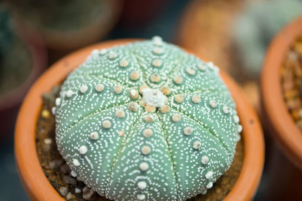 Astrophytum Asterias Kaktüs Çiçek Saksısında — Stok fotoğraf