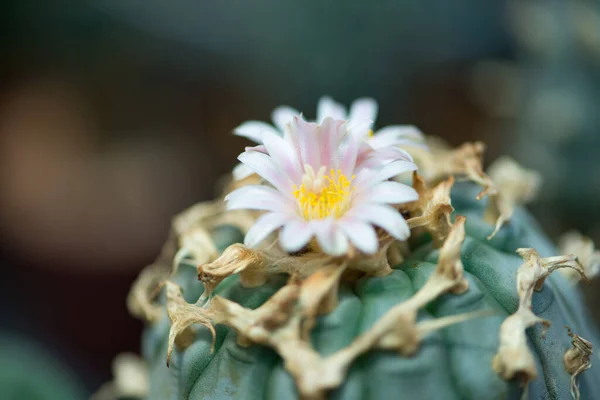 Lophora Cactus Fiore — Foto Stock