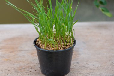 Siyah saksıda buğday çimi