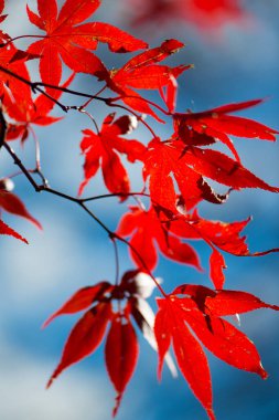 Ağaçta kırmızı akçaağaç yaprakları