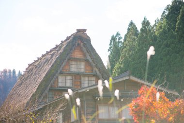 Japonya 'nın Shirakawa-go şehrinde sonbahar sezonunda geleneksel go-zukuri evi.