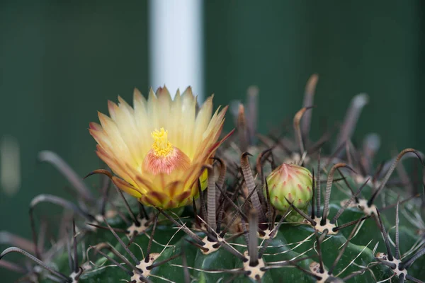 Fiore Giallo Ferocactus — Foto Stock