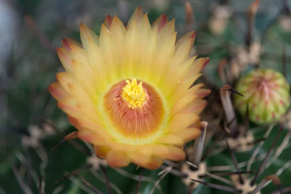 Flor Amarillenta Ferocactus — Foto de Stock