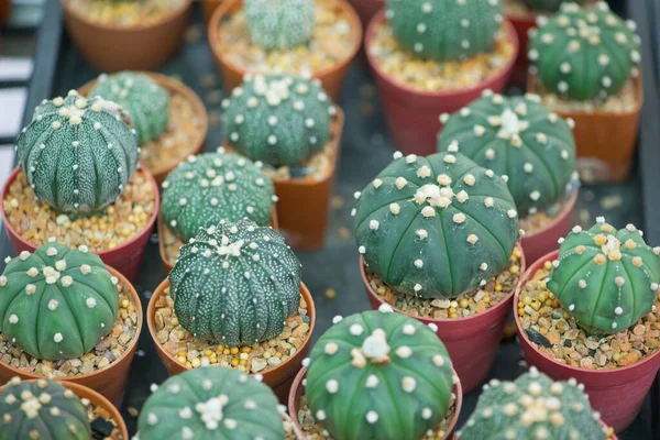 Astrophytum Cactus Flower Pot — Stock Photo, Image