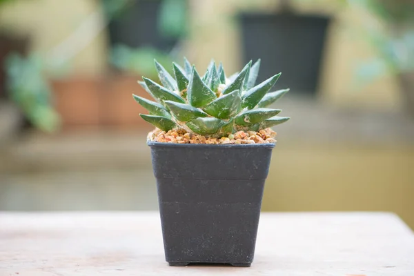 Ariocarpus Cactus Wood Table Floor — Stock Photo, Image