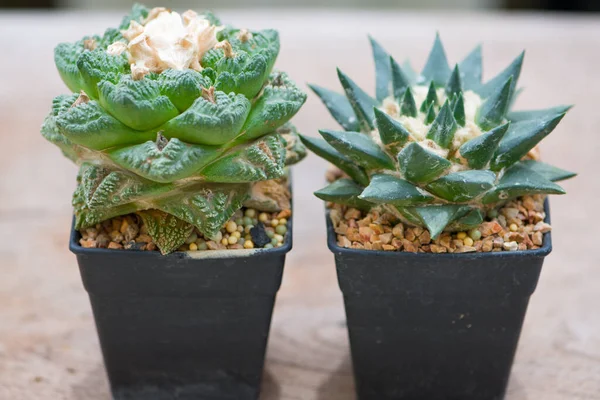 Ariocarpus Cactus Flower Pot — Stock Photo, Image
