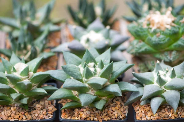 Saksıda Ariocarpus Kaktüs — Stok fotoğraf