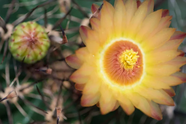 Flor Amarelada Ferocactus — Fotografia de Stock