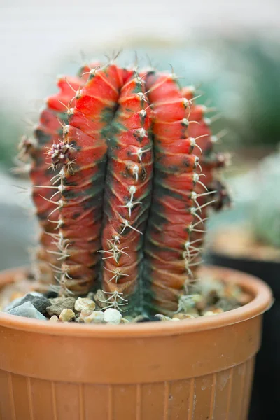 Gymnocalycium Cactus Pot Fleurs — Photo