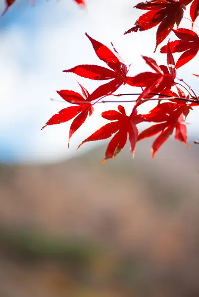 stock image Red maple leaves on tree 