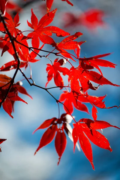 Листья Красного Клена Дереве — стоковое фото