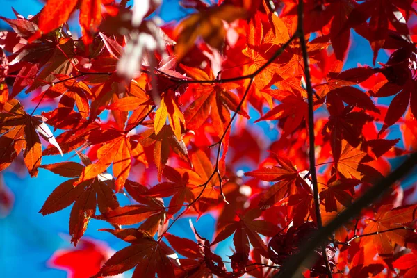 Красные Кленовые Листья Дереве Показывают Осенний Фон — стоковое фото