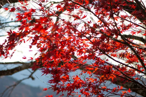 Красные Кленовые Листья Дереве Показывают Осенний Фон — стоковое фото