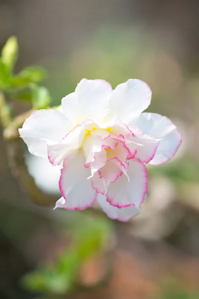 Adenium Flor Rosa Del Desierto Jardín Muestran Concepto Naturaleza — Foto de Stock