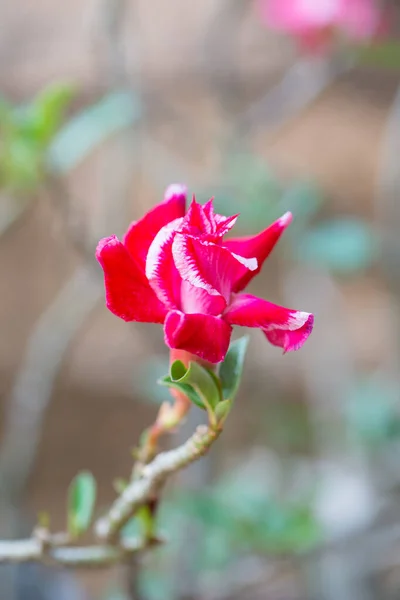 Adenium Deserto Rosa Flor Jardim Mostrar Conceito Natureza — Fotografia de Stock