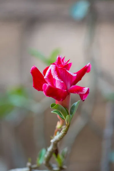 Adenium Flor Rosa Del Desierto Jardín Muestran Concepto Naturaleza — Foto de Stock