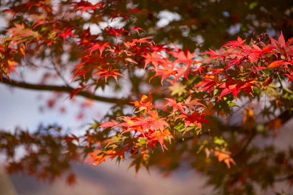 Hojas Arce Rojo Shirakawa Japón —  Fotos de Stock