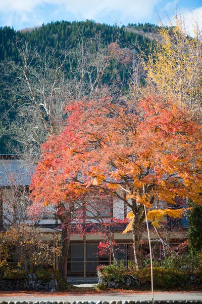 日本白川的红枫树 — 图库照片