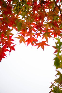 Beyaz arkaplanda kırmızı akçaağaç yaprakları