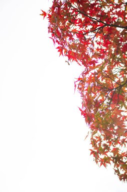 Beyaz arkaplanda kırmızı akçaağaç yaprakları