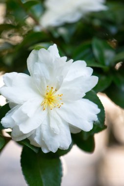 Ağaçta beyaz çiçek