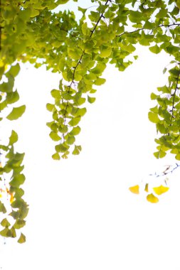 Ginkgo yaprakları beyaz arkaplanda