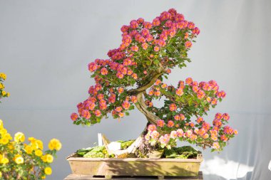 Pembe çiçekli Bonsai ağacı